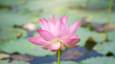 En måde at blive nærværende på, er at arbejde med mindfulness.