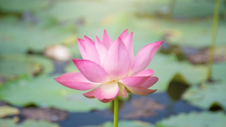 En måde at blive nærværende på, er at arbejde med mindfulness.